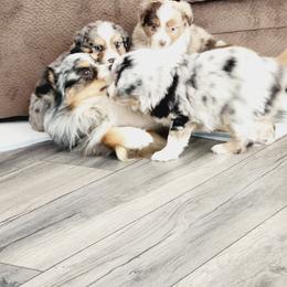 Miniature Australian Shepherd and Toy Australian Shepherd Puppies from Kinsley's Cuties & SouthPaw Creations
