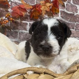 Cowboy - Parti male Miniature Schnauzer puppy in Lufkin, Texas from C&K’s Schnauzer House