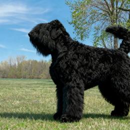 Luke - Black Russian Terrier