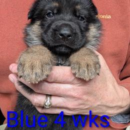Finja vom Nutzenhof - Bi-color female German Shepherd puppy in Bath, Michigan from Nutzenhof