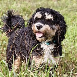 Seb - Cockapoo