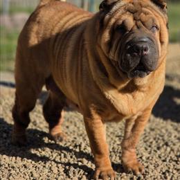 Rhaja - Chinese Shar-Pei