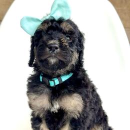 Marina - Phantom female Bernedoodle puppy in Pulaski, Tennessee from Doodle My Heart