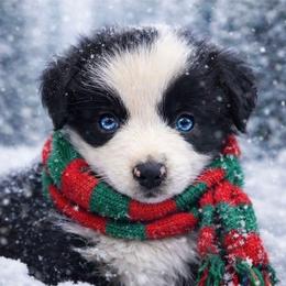 Frosty - Black tri male Miniature Australian Shepherd puppy in Alexandria, Virginia from Fairfax Aussies
