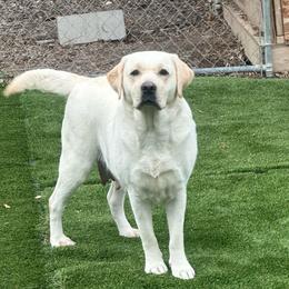 Millee - Labrador Retriever