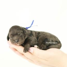 Blue Collar Boy - Merle male Cavapoo puppy in Republic, Missouri from Red Skye Puppies