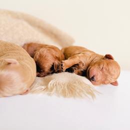 Blaze - Red  male Goldendoodle puppy in Elizabethtown, Kentucky from Reddy Poodles & Doodles