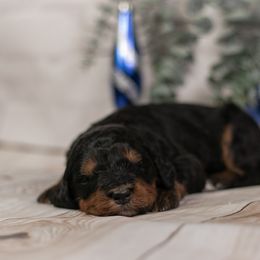Kilimanjaro - Phantom female Bernedoodle puppy in Eureka, Illinois from Joley Aire Family Dogs