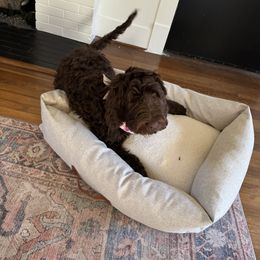 Goldendoodle All Grown Up from Twilight Doodles