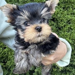 Yorkshire Terrier Puppies from Yorkie Puppies Redwood Ranch Chicago