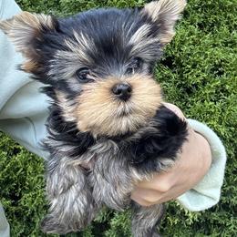 Yorkshire Terrier Puppies from Yorkie Puppies Redwood Ranch Chicago