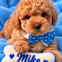 Mike - Brown male Shihpoo puppy in Cooper City, Florida from Jenny La Bone