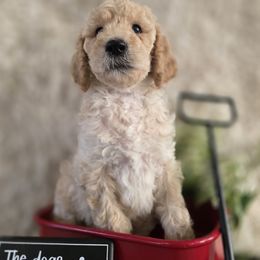 Willow - Apricot male Goldendoodle puppy in Jourdanton, Texas from More Doodles to Love (Formerly Bridges to Love)