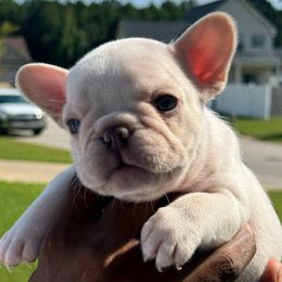 Cream girl - French Bulldog puppy from Haynes French Bulldogs