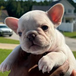 Cream girl - French Bulldog puppy from Haynes French Bulldogs