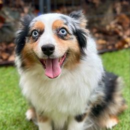 Denali - Miniature Australian Shepherd