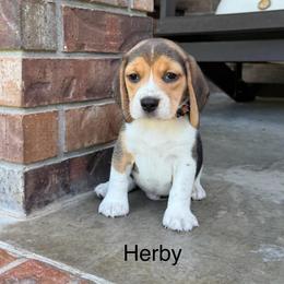 Herby - Black tan and white male Beagle puppy in Mansfield, Missouri from Rippee Creek Kennel
