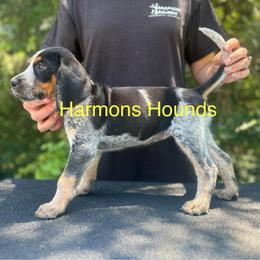 Honey - Blue ticked and tan female Bluetick Coonhound puppy in Mount Pleasant, Texas from Harmons Hounds