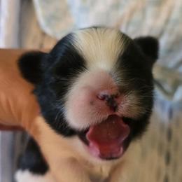 Girl green black and white - Black and white female Shih Tzu puppy in Missouri from Farm Animal Mommy Shih tzu's Michalek Dog Breeder