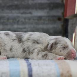 Topaz - Dilute red female Australian Shepherd puppy in Quapaw, Oklahoma from Rocky Hill Aussies
