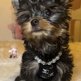 Princess Belle - Blue and gold female Yorkshire Terrier puppy in Riverside, California from Heaven_sent_toy_yorkies