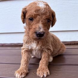 Tootles - Parti male Goldendoodle puppy in Pittsburg, Texas from Peachy Pine Goldendoodles
