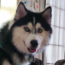 Tyr loki cronin - Siberian Husky