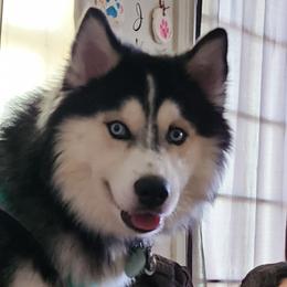 Tyr loki cronin - Siberian Husky