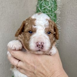 Jerome - Red male Bernedoodle puppy in Superior, Arizona from Mountain Bridge Doodles