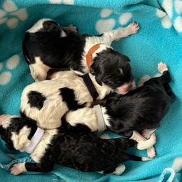 White - Black and white male Sheepadoodle puppy in Prairie Du Chien, Wisconsin from Hicklin Hollow Ranch
