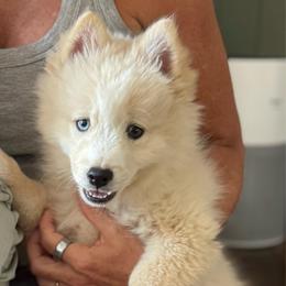 Mac - White male Pomsky puppy in Grass Valley, California from Karalot Pomskies