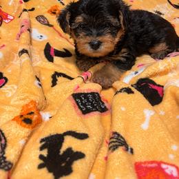 Porky - Black and tan male Yorkipoo puppy in Gastonia, North Carolina from Banks Dynasty Kennel