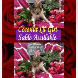Coconut - Sable and white female Collie puppy in Carencro, Louisiana from Cajun Bayou's Collies LLC