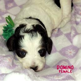 Domino - Tri-color female Australian Labradoodle puppy in Beecher, Illinois from Erica’s Doodles