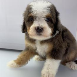 Oakley - Blue merle male Bernedoodle puppy in Temecula, California from Country Hills Doodles