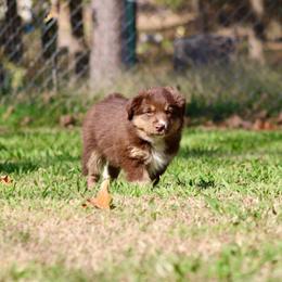 Moss - Red tri male Miniature Australian Shepherd puppy in Fort Smith, Arkansas from Rye Hill Aussies