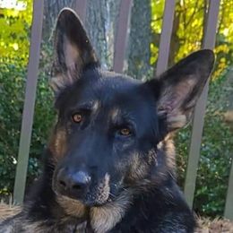 Kai - German Shepherd