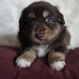 Miniature Australian Shepherd Puppies from Moss Hill Aussies