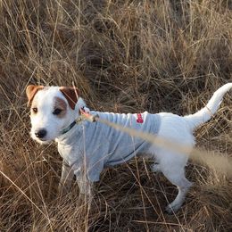 Parson Russell Terriers from Monika's Parson Russell Terriers