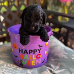 Sokka - Black male Goldendoodle puppy in Glen Daniel, West Virginia from Dani’s Doodles