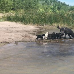 German Shepherd and Poodle Puppies from United Broughton Kennel