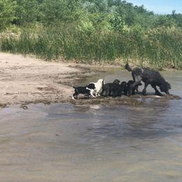 German Shepherd and Poodle Puppies from United Broughton Kennel