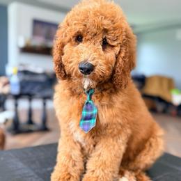 Cogswell - Red  male Goldendoodle puppy in Marion, Ohio from Doodles & Doxies