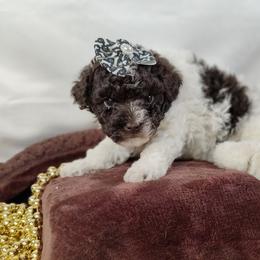 Coton de Tulear and Poodle Puppies from Legacy Pets