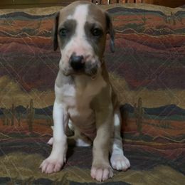 Annabelle - Harlequin female Great Dane puppy in Somerset, Ohio from Quarter Creek Danes