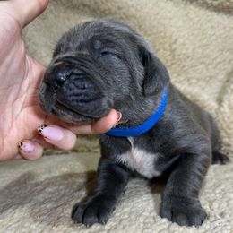 Blue collar - Gray male Cane Corso puppy in Fairfield, California from Royal Class Kennels