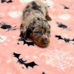 AKC Minnie - Dapple female Dachshund puppy in Laveen, Arizona from Acosta Kennel
