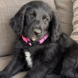 Goldendoodle puppies from Bishop Golden Doodles