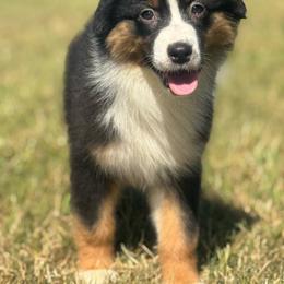 Deduction- black tri male 1 - Black tri-color male Australian Shepherd puppy in Chehalis, Washington from Wandering Acres Ranch