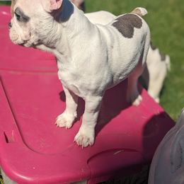 French Bulldog Puppies from G & K Frenchies LLC